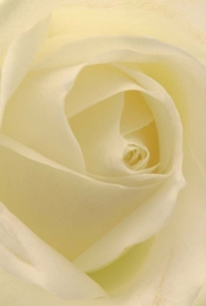 Seen through the discerning eyes of a Primrose-based florist, this close-up of a flawless white rose encapsulates the spirit of tranquility and purity so cherished in the area. Every petal, bathed in soft, diffused daylight as if reflecting the serenity of Regent's Park, sweeps gracefully inward, merging creamy whites with hints of parchment and pale gold. The compositional focus rests on the harmonious layers - their textures evoke silk and fresh linen, conjuring the sensation of coolness when touched just after delivery from Primrose Florist's morning run to the floral market. Soft shadows between the inner petals offer a sense of hidden depth, as if the bloom harbours a quiet resilience within its nearly transparent, perfectly placed outer leaves. Such a rose is the quintessential choice for marking life's turning points: from gentle apologies and tokens of deep appreciation, to elegant centrepieces for intimate weddings and local remembrance gatherings along Gloucester Avenue. The bloom's poised spiral suggests pure intent, while subtle gradations in shade speak to expert arrangement and a deep understanding of both the flower and the community's traditions. Here, the understated fragrance and luminous beauty of this rose lend an enduring, appropriate grace to any heartfelt moment.